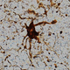 Images of the glial cells “post-death” as they expanded in size and developed new growths.